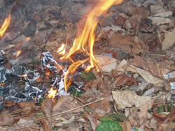 Hexastylis naniflora research plot burning.