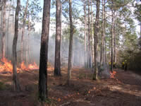 Image of fire burning through a treated and an untreated area.