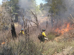 Firefighters spreading fire in the East Mesa prescribed burn area.