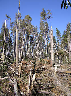 storm-damaged forest