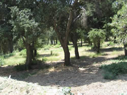A treated area showing the cleared understory and trimmed oak trees.