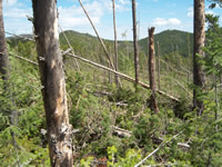 An area heavily impacted by the wind displaying broken and fallen trees.