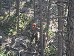 Fort Belknap hand crew employee evaluates a tree to be cut down.