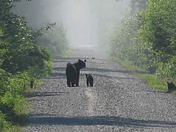 Black bear sow and cubs wander near the South One Fire.