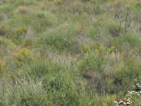 Target Wells Project area after prescribed fire and chemical treatments.