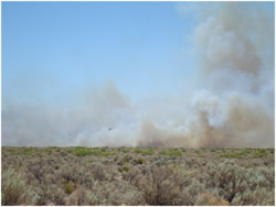 Target Wells Project area after prescribed fire and chemical treatments.