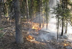 Fire burning on the ground in a mixed conifer forest.