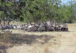 A herd of goats browsing on dense vegetation.