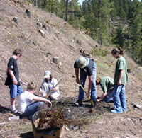 Firewise volunteer assisting children to plant aspen and birch seedlings.