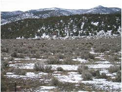 Mule deer wintering area along the Parowan Front.