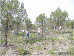 Volunteers from the UDWR’s Dedicated Hunter Program performing mechanical thinning.