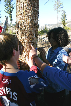 Sixth-grade students take a close look at holes left behind by woodpeckers looking for beetles on a tree.