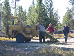 Two Grand Teton Lodge Company employees bring limbs to a Teton Interagency firefighter, who runs them through the chipper.