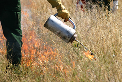 A firefighter lights unwanted non-native vegetation.