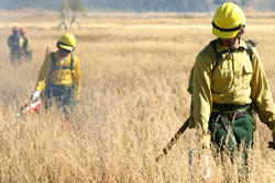 Firefighters burn an area of the old Hunter Ranch hayfield on Grand Teton National Park.