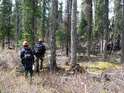 Project area before piling and burning.