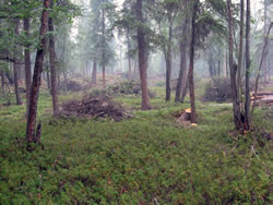 Piles in the forest.