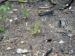 A grass stage longleaf pine.