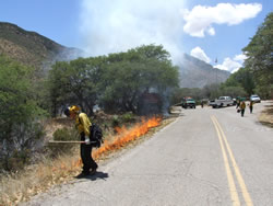 Firefighters igniting the prescribed burn along a roadway.