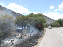 The area along the roadway after the prescribed burn.