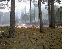 Telegraph Fire burning lightly, creeping under a pine forest.