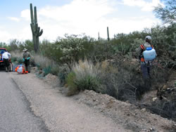 Interns and park employee spraying buffelgrass along a road in Saguaro National Park, adjacent to houses.