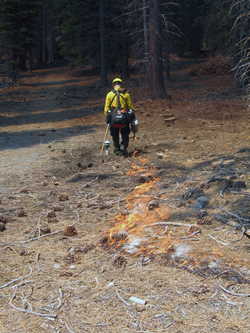 Firefighter with a drip torch igniting the burn.
