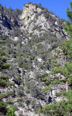 View of the pinyon pine and live oak forest in Cedar Grove.