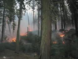 Fire ecologists monitor burn progress.
