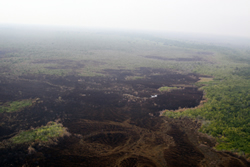 Aerial photo of remaining islands of Old World  Climbing Fern in the burned area of the Harney River  prescribed fire.