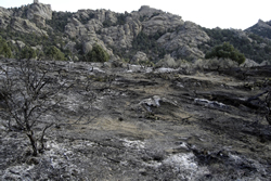 Circle Creek fire-affected vegetation and soils.