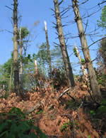 Tornado damaged forest.