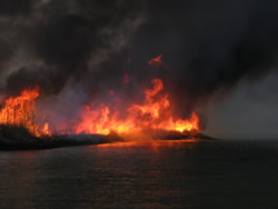 Prescribed fire's flames.