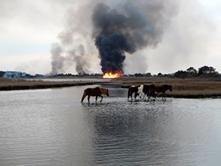 Wild ponies of Assateague Island National Seashore.