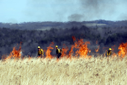 Firefighters conducting a prescribed burn.