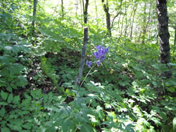 Tall larkspur (Delphinium exaltatum).