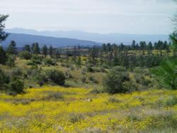 Grasses and wildflowers on Escobas Mesa.