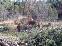 Shredding coniferous trees and woody vegetation.