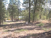 A treatment area after fuels reduction.