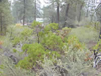 A treatment area before fuels reduction.