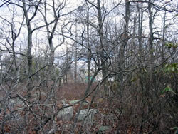 Repeater site prior to vegetation thinning.
