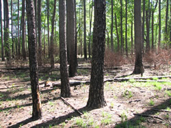 Upland pine forest at Congaree National Park two weeks after wildfire.