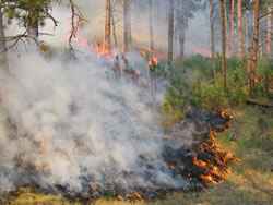 Fire behavior in ponderosa pine regeneration.