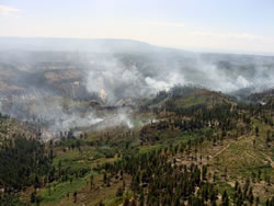 The Horse Fire burned through Ponderosa pine forest on the Horse Pasture Plateau.