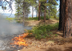 Fire behavior of the Horse Fire.
