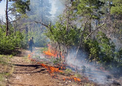 Firefighters burned out along the West Rim Trail.