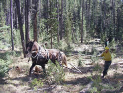 Teamster Jerry Ryder and Copper (horse) skid logs.