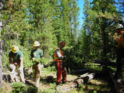 Montana Conservation Corps Crewmembers and Yellowstone fire staff hard at work. 