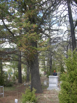 Fort Yellowstone Cemetery before vegetation management and grave stabilization.