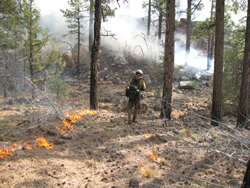 An Alpine Hotshot ignites the Agua Fria Prescribed Fire.